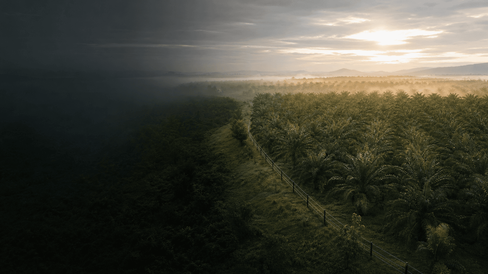 Malaysian plantation boundary at dawn